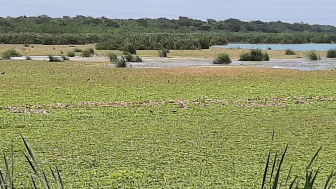 IMG-20190521-WA0011